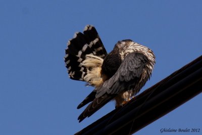 Faucon merillon (Merlin)
