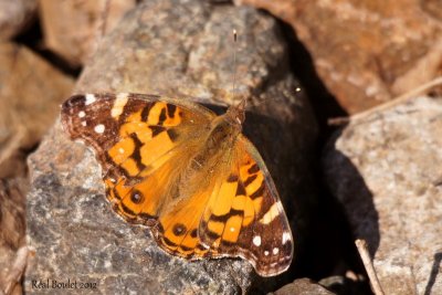 Vanesse de Virginie - Vanessa virginiensis 