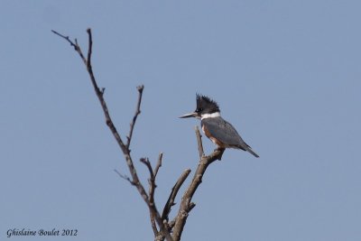 Martin pcheur d'Amrique (Belted Kingfisher)