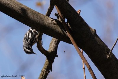 Paruline noir et blanc (Black-and-white Warbler)