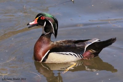 Canard branchu (Wood Duck)