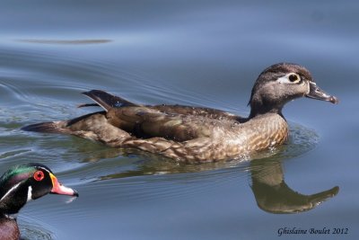 Canard branchu (Wood Duck)
