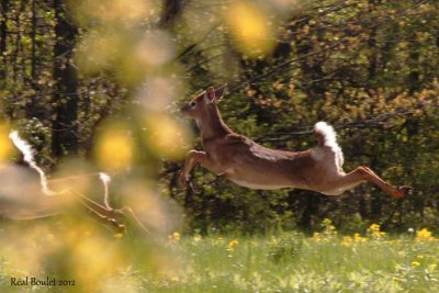 Cerf de Virginie