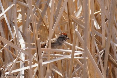 Bruant des marais (Swamp Sparrow)