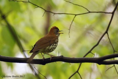 Grive des bois (Wood Thrush)