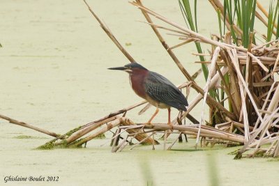Héron vert (Green-backed Heron)