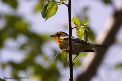 Paruline  gorge orange (Blackburnian Warbler)