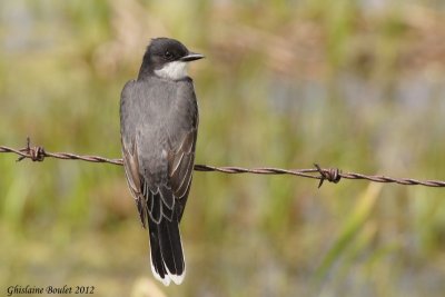 Tyran tritri (Eastern kingbird)