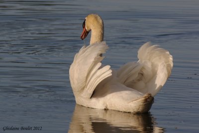 Cygne tubercul (Mute Swan)