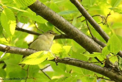 Paruline obscure (Tennessee Warbler)