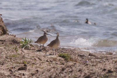 Courlis corlieu (Whimbrel)