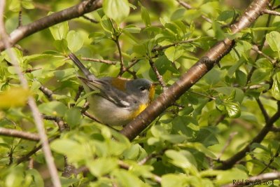 Paruline  collier (Northern Parula)