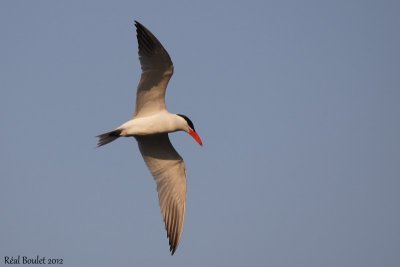 Sterne caspienne (Caspian Tern)