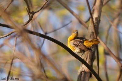 Oriole des vergers (Orchard Oriole)