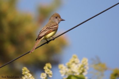 Tyran hupp (Great Crested Flycatcher)