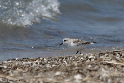 Bcasseau sanderling (Sanderling)