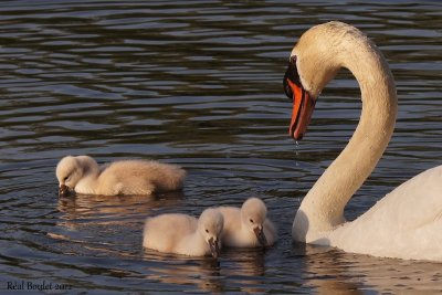 Cygne tubercul (Mute Swan)