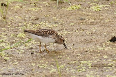 Bcasseau minuscule (Least Sandpiper)
