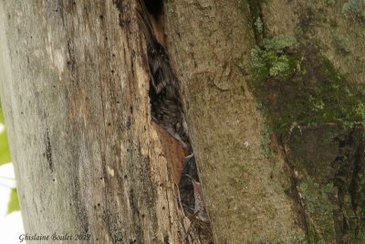 Grimpereau brun (Brown Creeper)