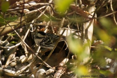 Paruline raye (Blackpoll Warbler)