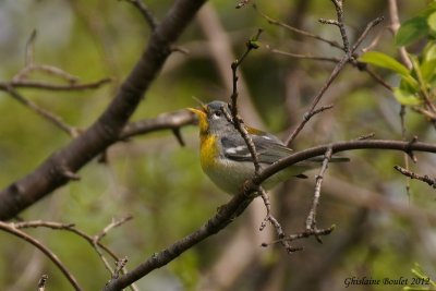 Paruline  collier (Northern Parula)