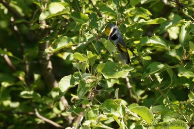 Paruline  ailes dores (Golden-winged Warbler)
