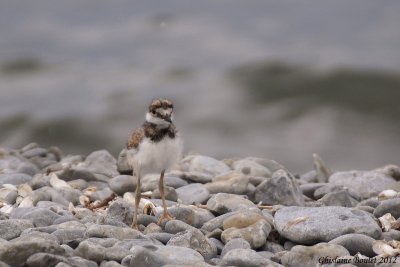 Pluvier kildir (Kildeer)