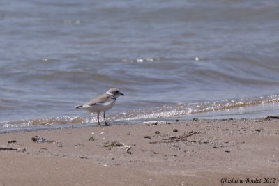 Pluvier siffleur (Piping Plover)