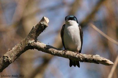 Hirondelle bicolore (Tree Swallow)