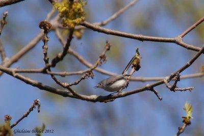 Gobemoucheron gris-bleu (Blue-gray Gnatcatcher)