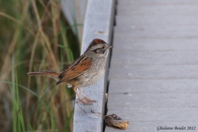 Bruant des marais (Swamp Sparrow)