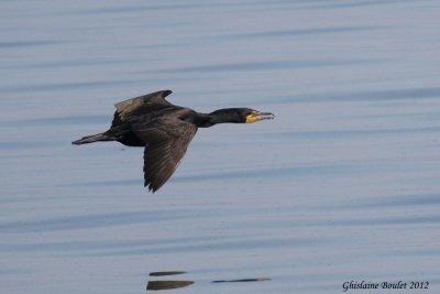 Cormoran  aigrettes (Double-crested Cormorant)