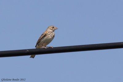 Bruant vesperal (Vesper Sparrow)