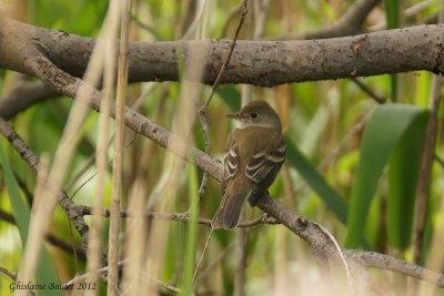 Moucherolle des saules (Willow Flycatcher)