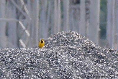 Sturnelle des prés (Eastern Meadowlark)