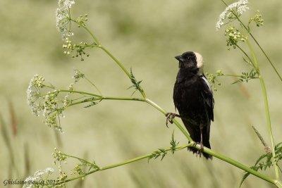 Goglu des prés (Bobolink)
