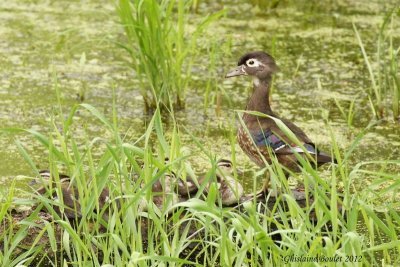 Canard branchu (Wood Duck)