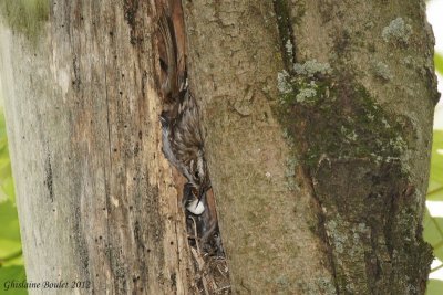 Grimpereau brun (Brown Creeper)