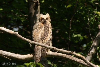 Grand-duc d'Amrique (Great Horned Owl)