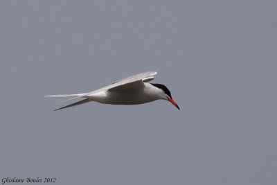Sterne pierregarrin (Common Tern)