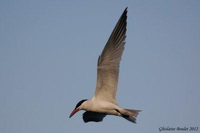 Sterne caspienne (Caspian Tern)
