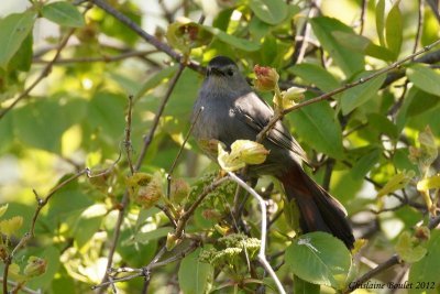 Moqueur chat (Gray Catbird)