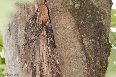 Grimpereau brun (Brown Creeper)