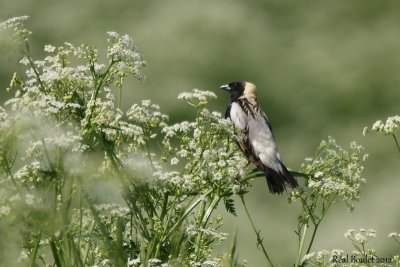 Goglu des prés (Bobolink)