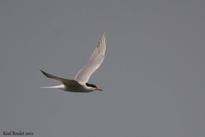 Sterne pierregarrin (Common Tern)