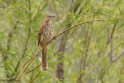 Moqueur roux (Brown Thrasher)