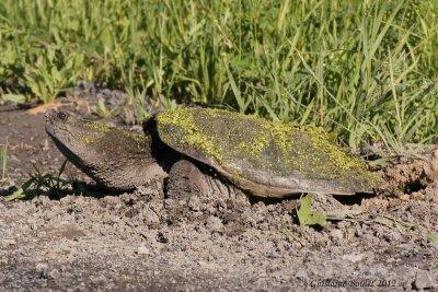 Tortue serpentine