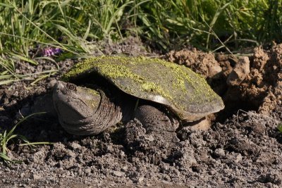 Tortue serpentine