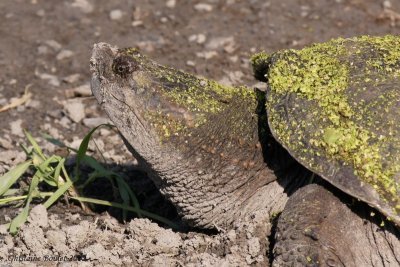 Tortue serpentine