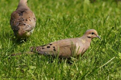 Tourterelle triste (Mourning Dove)